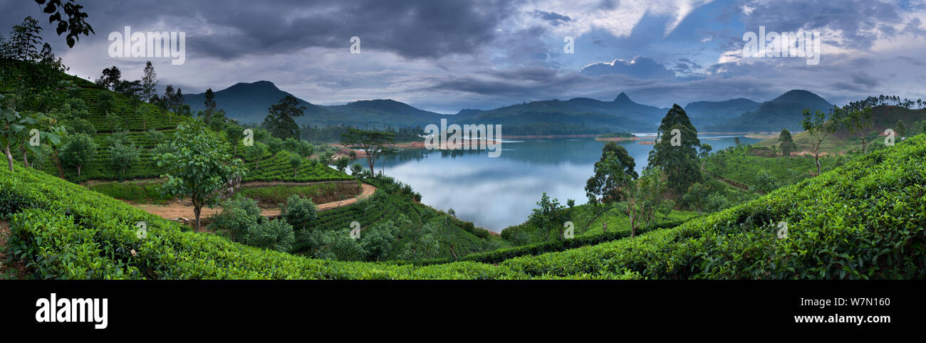Sri Pada (Adam's Peak) from a tea plantation on Lake Maskeliya, Central Highlands, Sri Lanka. December 2011 Stock Photo