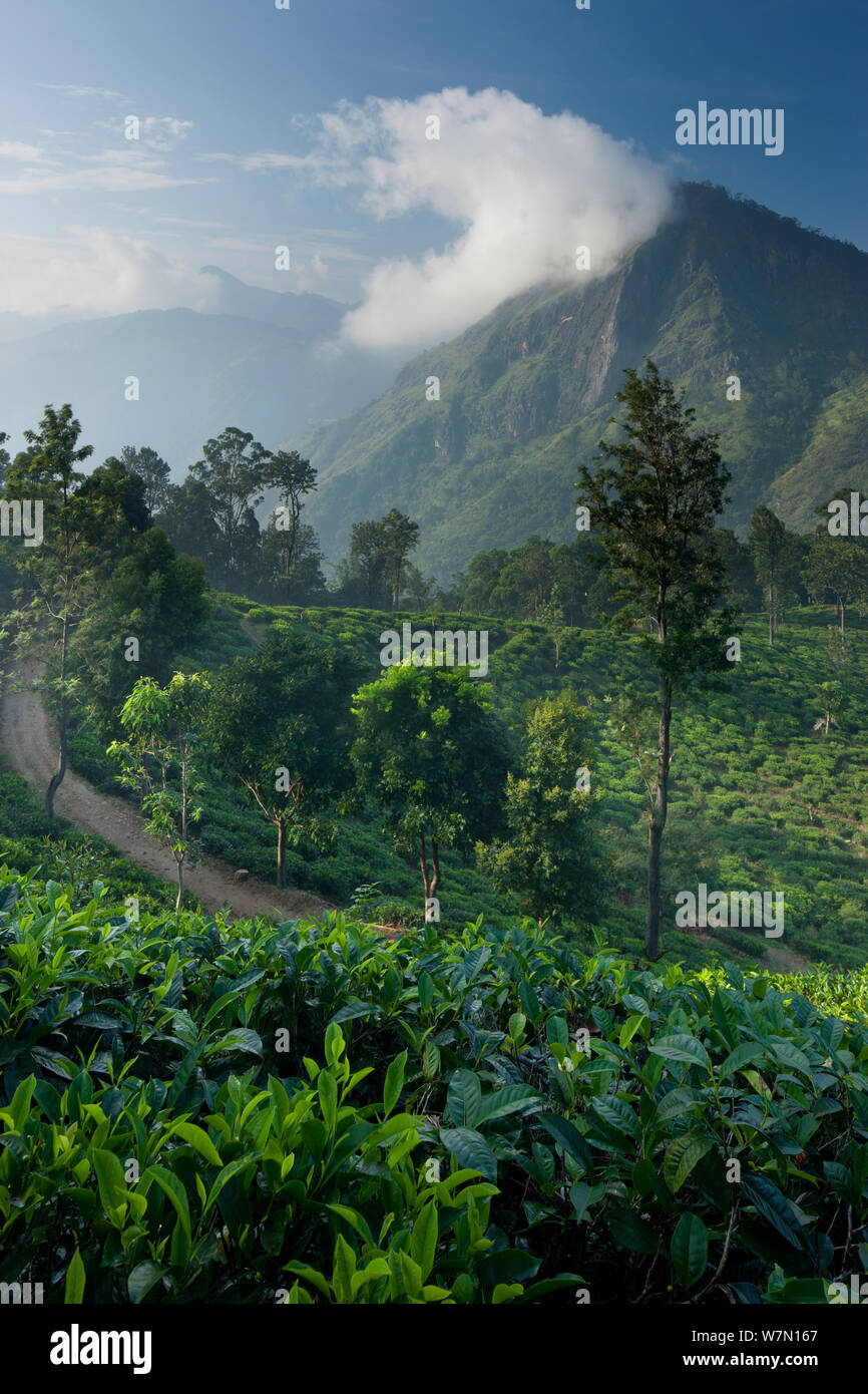 A tea plantation in the Ella Gap, Southern Highlands, Sri Lanka. December 2011 Stock Photo