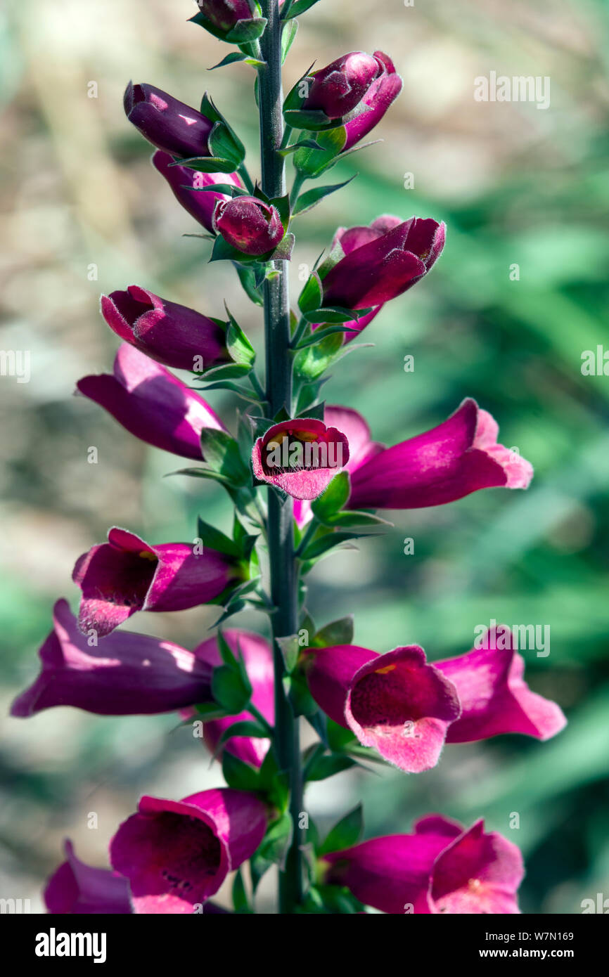 Digitalis Foxlight Plum Gold Stock Photo Alamy