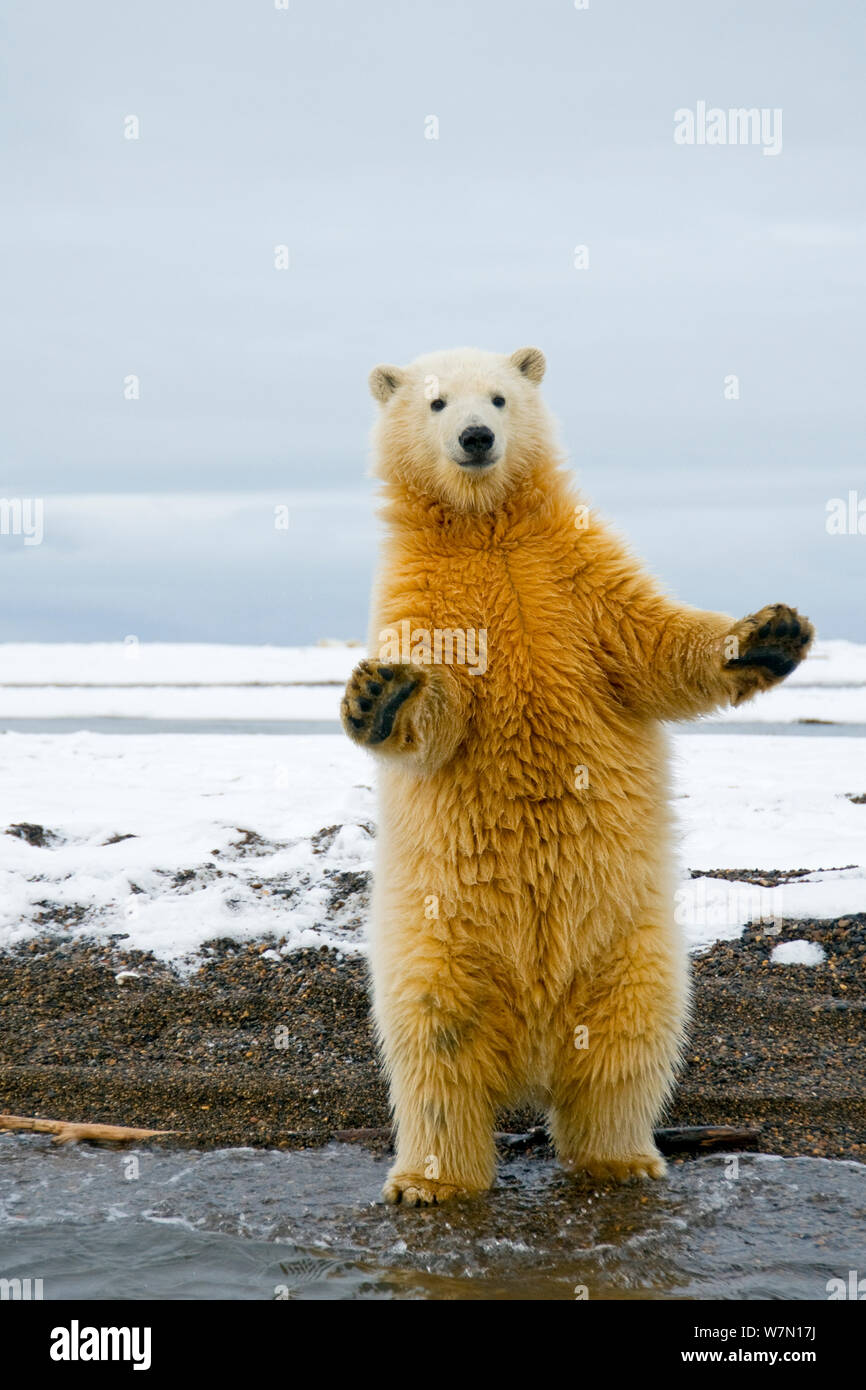 Dancing bear in hi-res stock photography and images - Alamy