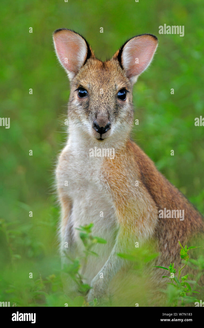Agile wallaby (Macropus agilis) Bamarru Plains, Northern Territories, Australia Stock Photo
