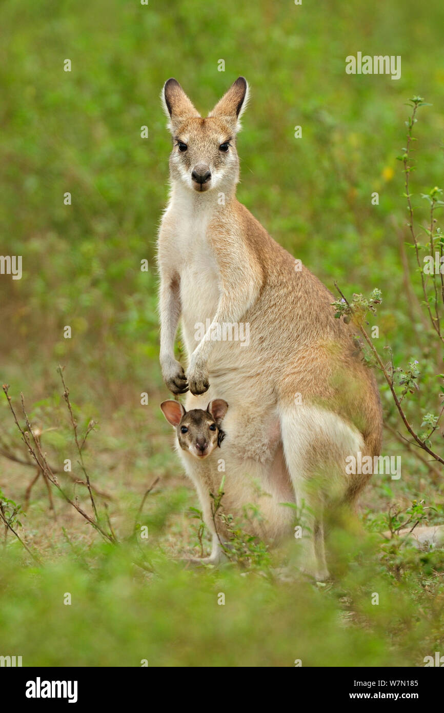 Agile Wallaby (Macropus Agilis) Female With Joey In Pouch, Bamarru ...