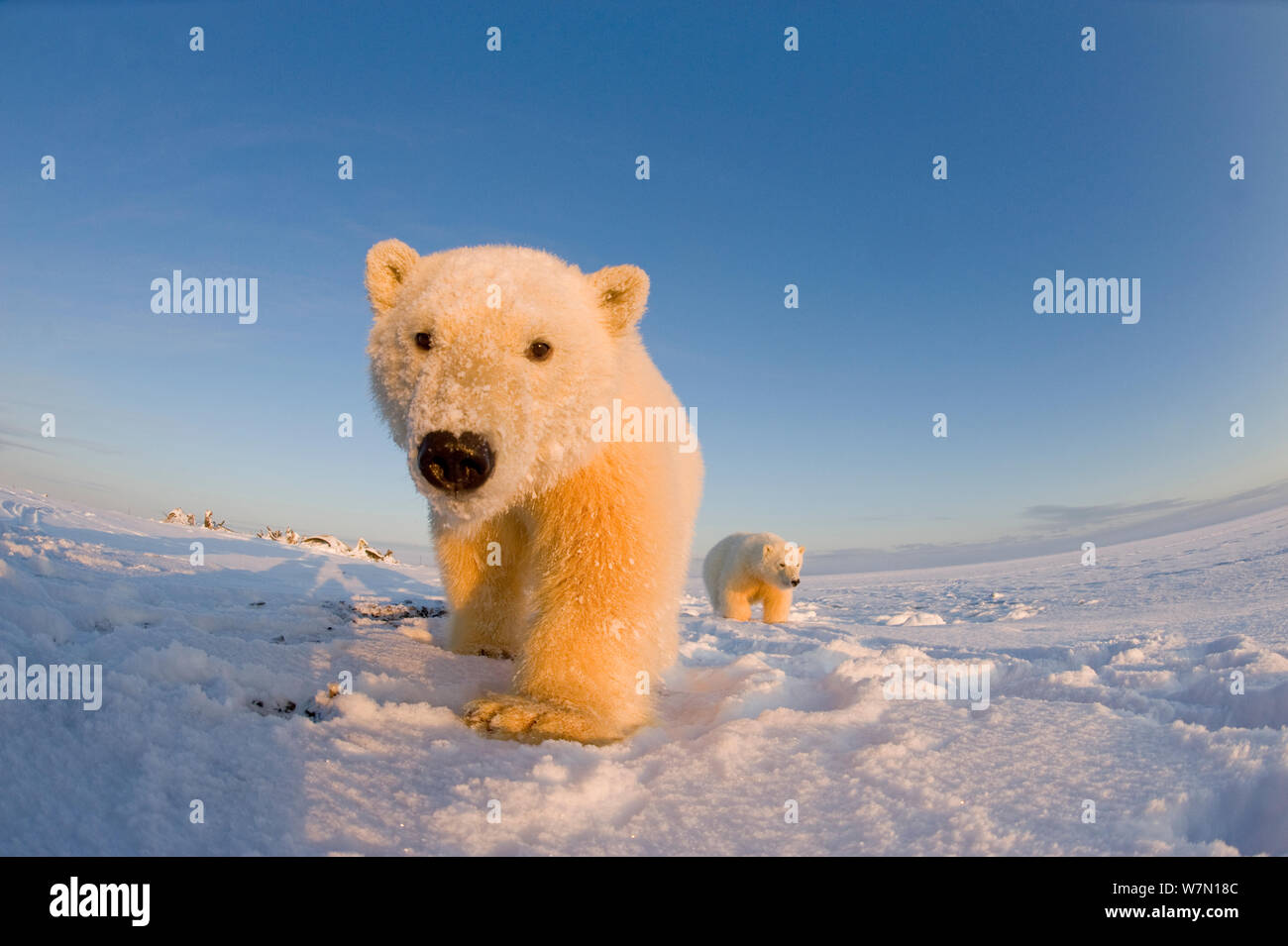 Two young Polar bears (Ursus maritimus) during the autumn freeze up, Barter Island, off the 1002 area of the Arctic National Wildlife Refuge, North Slope of the Brooks Range, Alaska, October 2011 Stock Photo