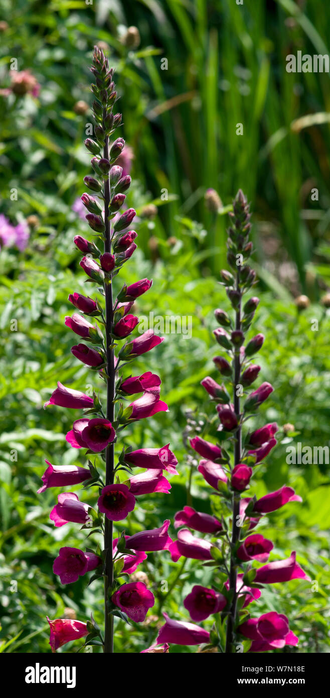 Gold plum hires stock photography and images Alamy