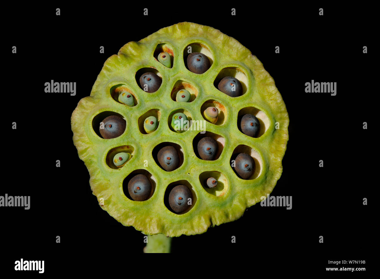 Cross section of Lily seed head, Bamarru Plains, North West Territories, Australia Stock Photo