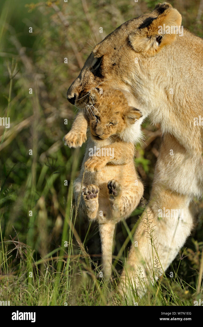 African lioness (Panthera leo) carrying young cub in mouth, Masai Mara National Reserve, Kenya Stock Photo