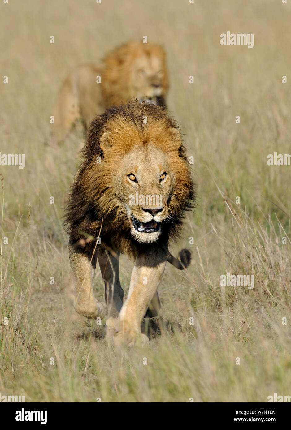 African lion (Panthera leo) the famous Notch and son, Masai Mara National Reserve, Kenya Stock Photo