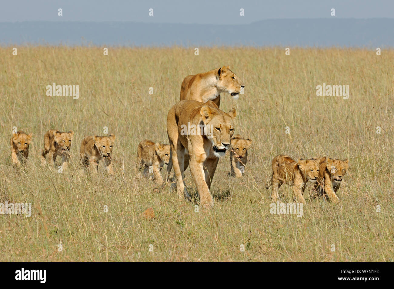 Two African lionesses (Panthera leo) lioness walking with group of cubs, Masai Mara National Reserve, Kenya Stock Photo