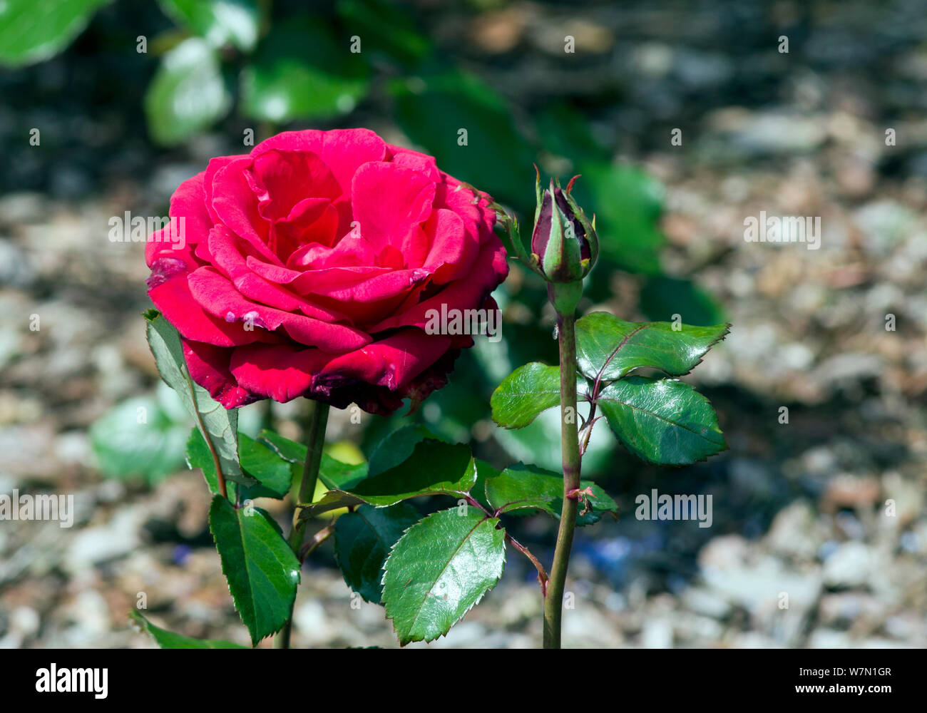Rose Royal William Stock Photo - Alamy