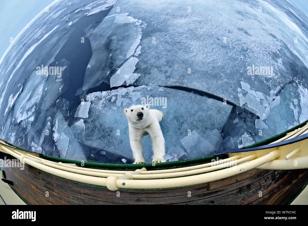 Polar bear (Ursus maritimus) standing against expedition ship, taken with extreme wide angle lens, Svalbard, Arctic September 2011 Stock Photo