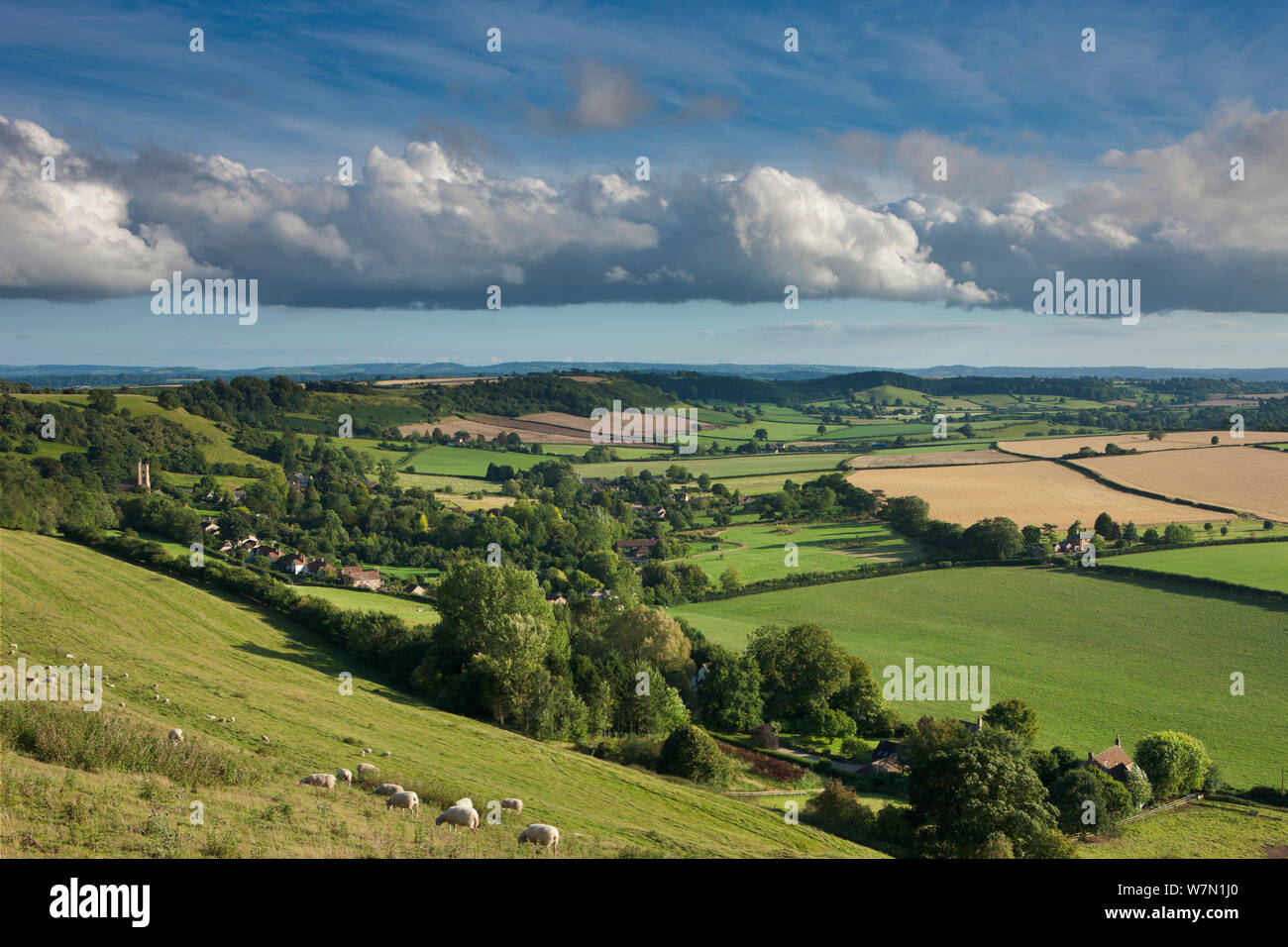Countryside in summer near Corton Denham, Somerset, England, UK Stock Photo