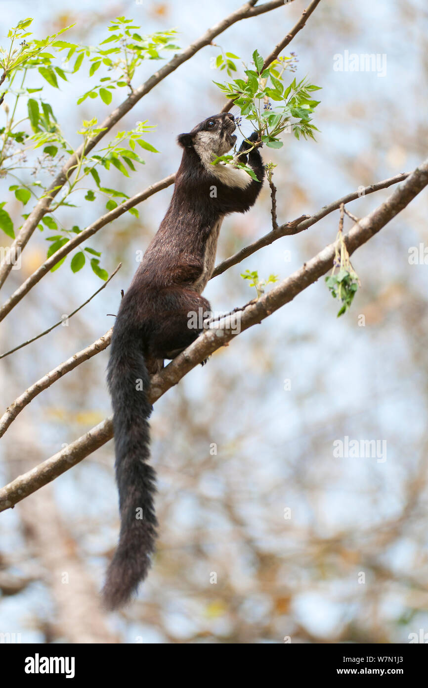 Malayan Giant Squirrel (Ratufa bicolor) in tree. Panbari Forest, Assam, India. Stock Photo