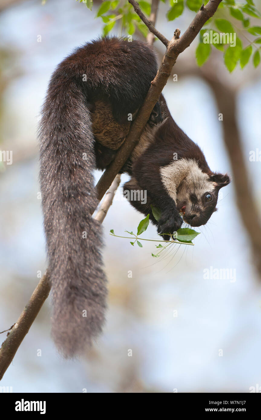 Malayan Giant Squirrel (Ratufa bicolor) with twig. Panbari Forest, Assam, India. Stock Photo