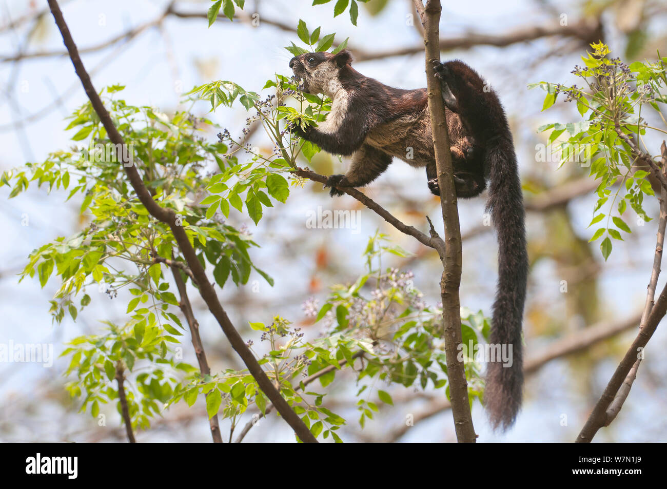Malayan Giant Squirrel (Ratufa bicolor). Panbari Forest, Assam, India. Stock Photo