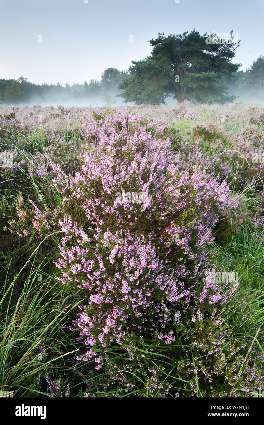 Heath moorland with Ling Heather (Calluna vulgaris) and Fir tree (Pinus ...