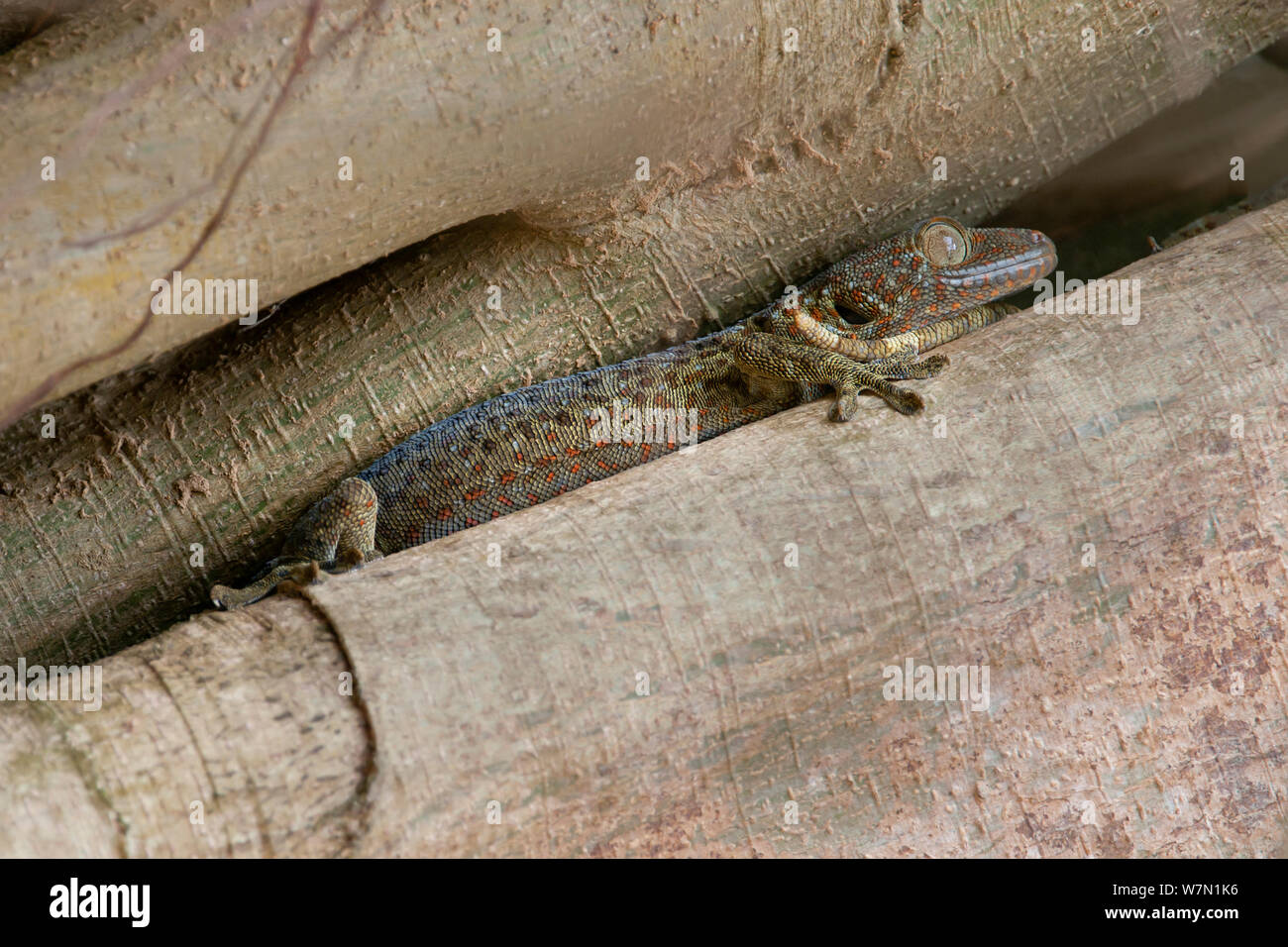 Tokay Gecko (Gekko gecko). Trishna wildlife sanctuary, Tripura, India. Stock Photo