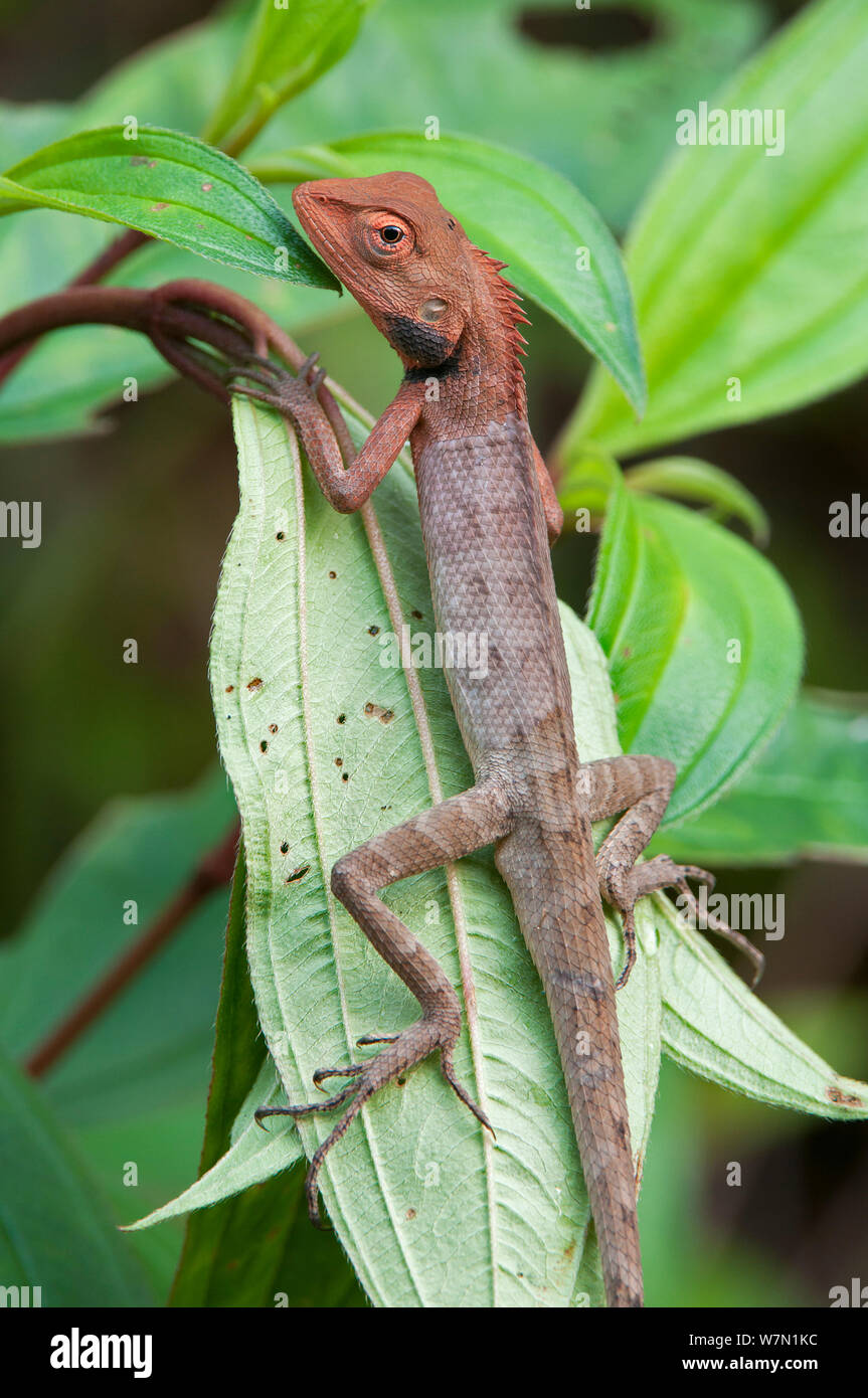 Common Garden Lizard (Calotes versicolor) on leaf. Rowa wildlife sanctuary, Tripura, India. Stock Photo