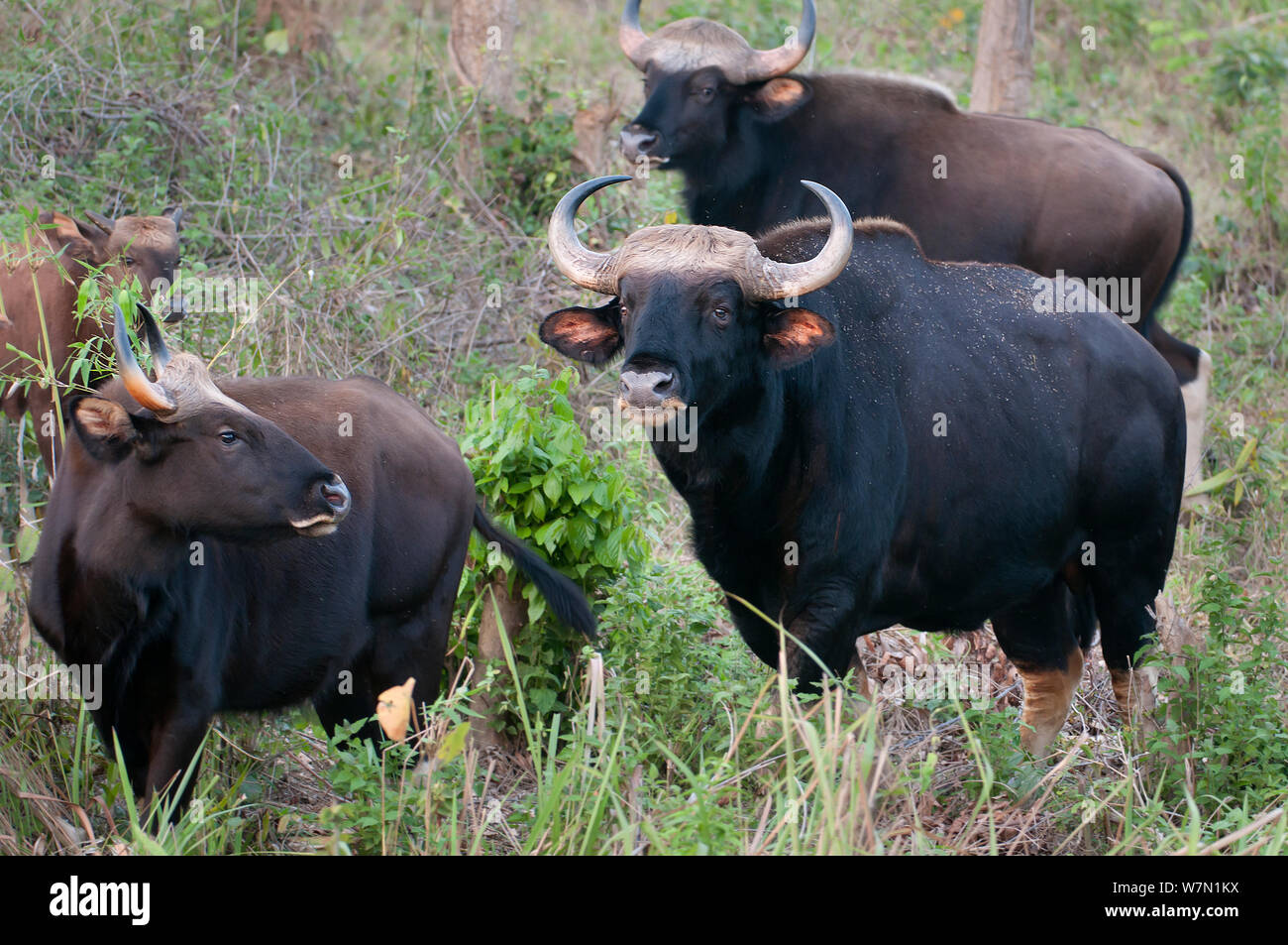 Herd of Wild Gaur (Bos gaurus). Trishna wildlife sanctuary, Tripura, India. Stock Photo