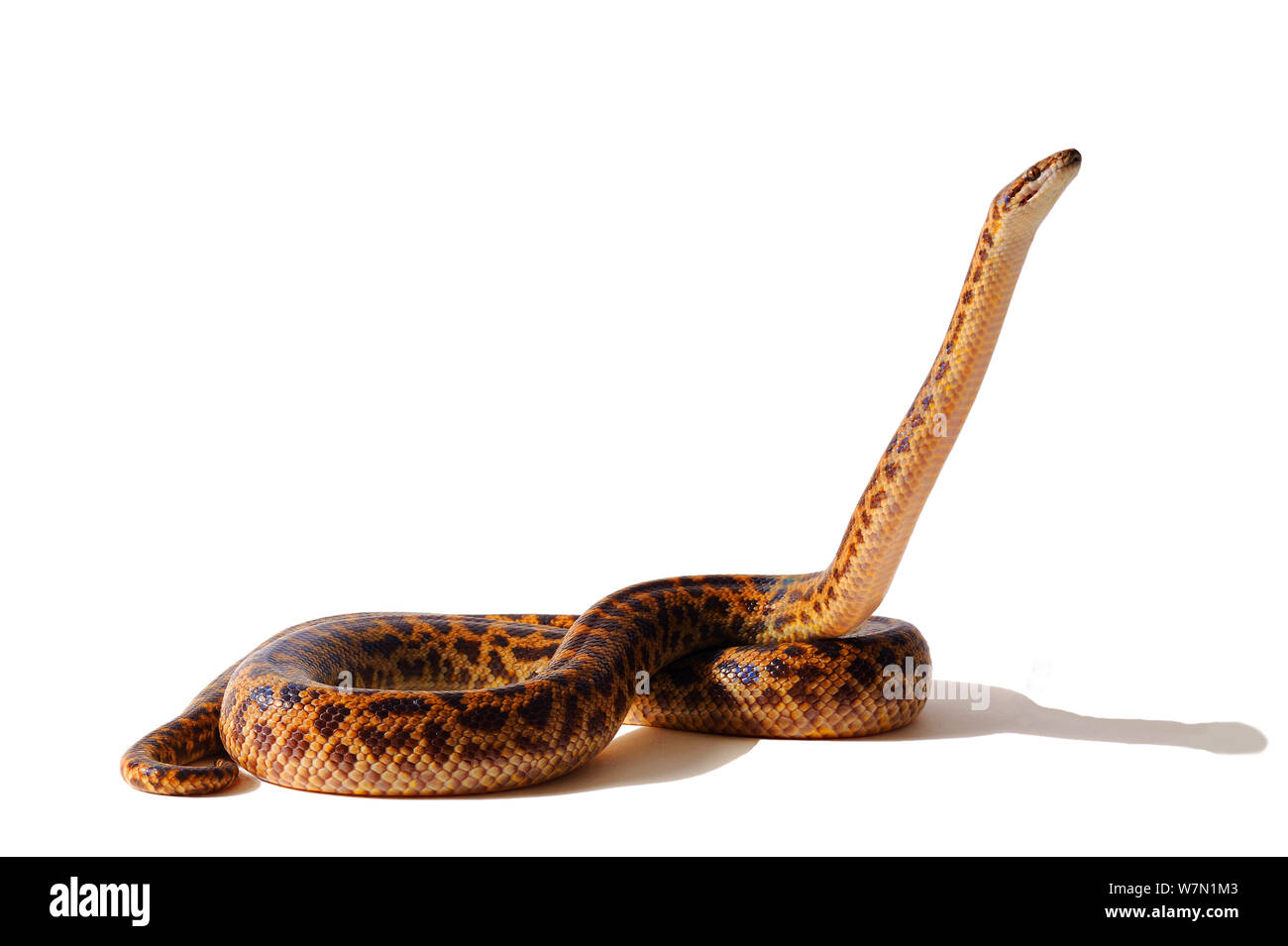 Eastern small-blotched / Spotted Python (Antaresia maculosa) studio shot on white background. Endemic to eastern Papua-New-Guinea and eastern Australia. Stock Photo