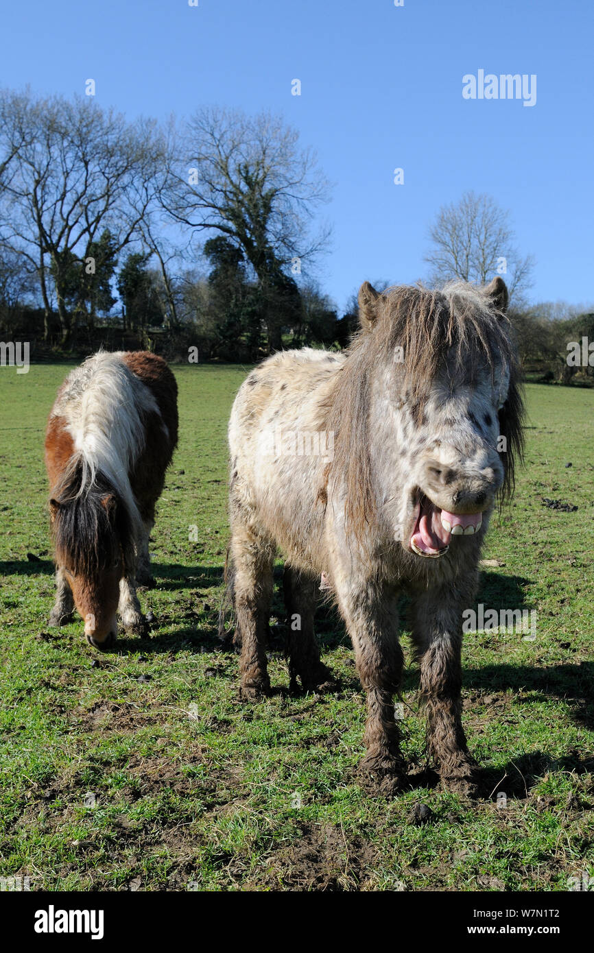 American miniature horse (Equus caballus) baring its teeth as another grazes nearby, Wiltshire, UK, March. Stock Photo