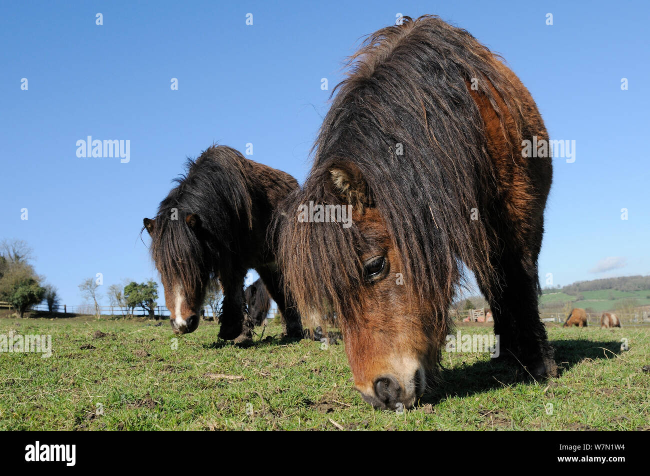 Low angle view of two American miniature horses (Equus caballus) grazing grass, Wiltshire, UK, March. Stock Photo