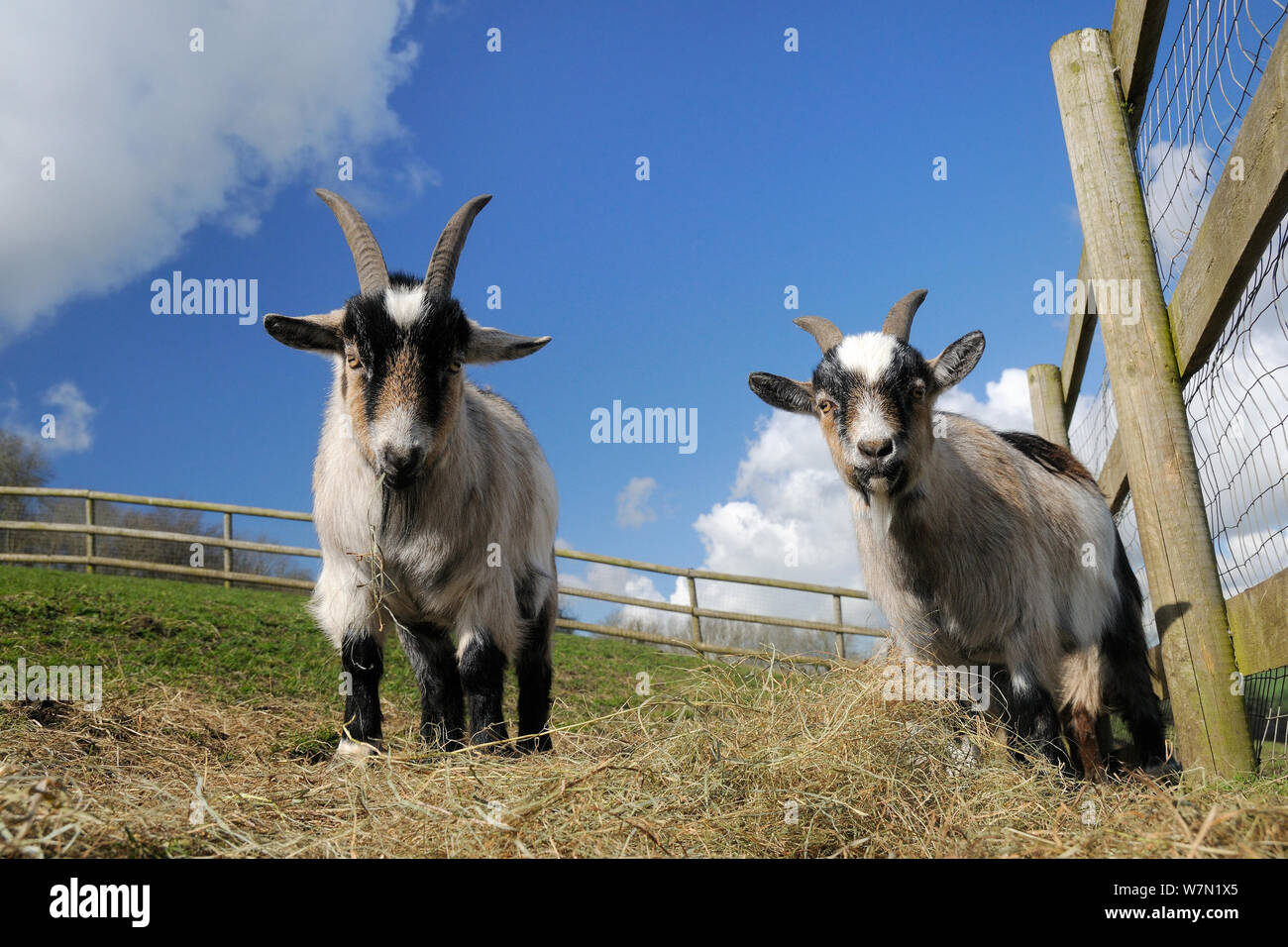 Two adult Pygmy goats (Capra hircus) in a fenced paddock, Wiltshire, UK, March. Stock Photo