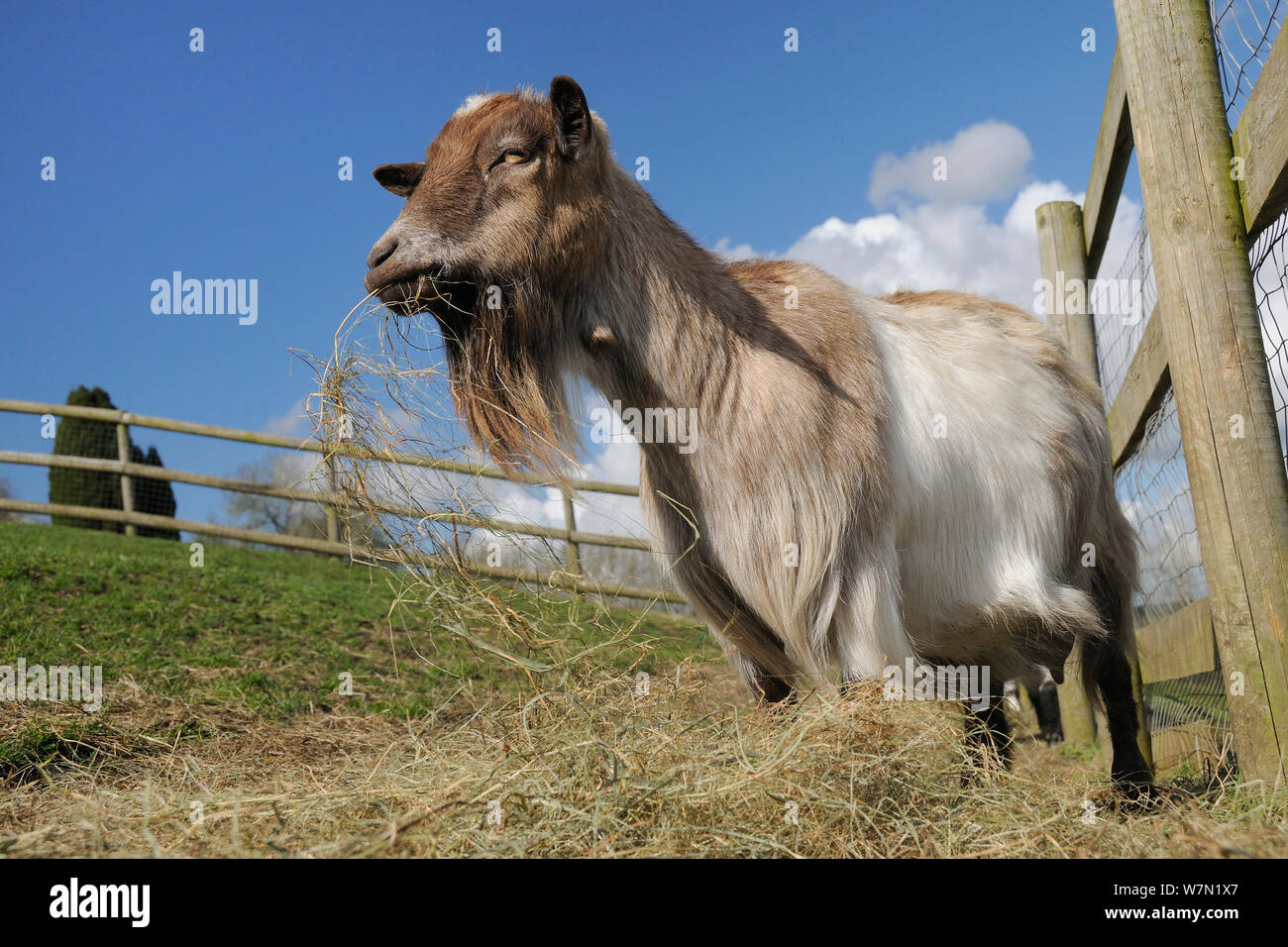 Pygmy goat (Capra hircus) with large beard grazing hay in fenced paddock, Wiltshire, UK, March. Stock Photo