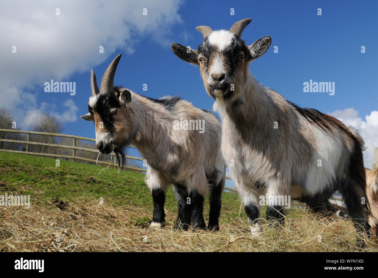 Two adult Pygmy goats (Capra hircus) grazing hay in a fenced paddock, Wiltshire, UK, March. Stock Photo