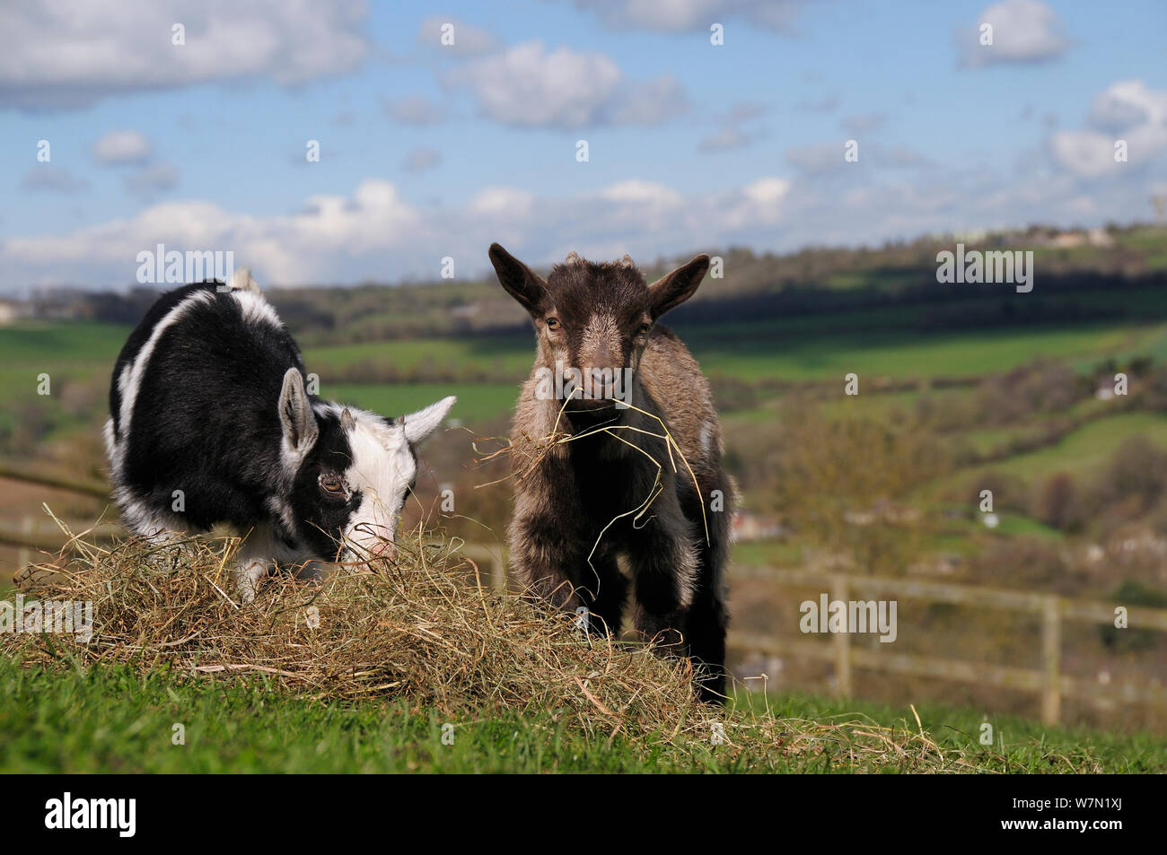 Two Pygmy goat kids (Capra hircus) grazing hay in a hillside paddock, Wiltshire, UK, March. Stock Photo