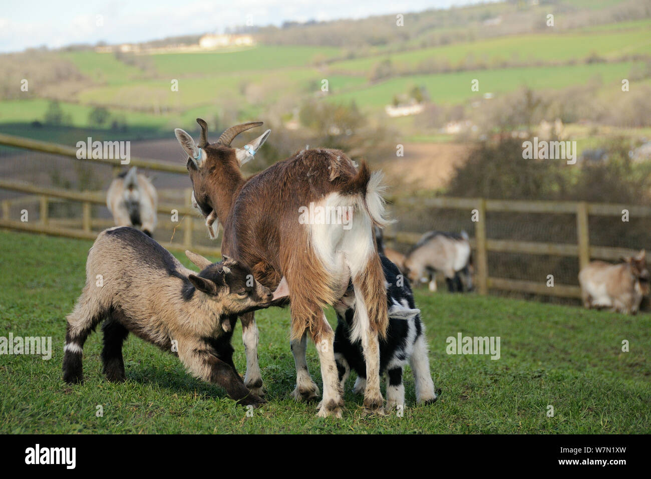 Mother Pygmy goat (Capra hircus) suckling two kids in a fenced paddock, Wiltshire, UK, March. Stock Photo