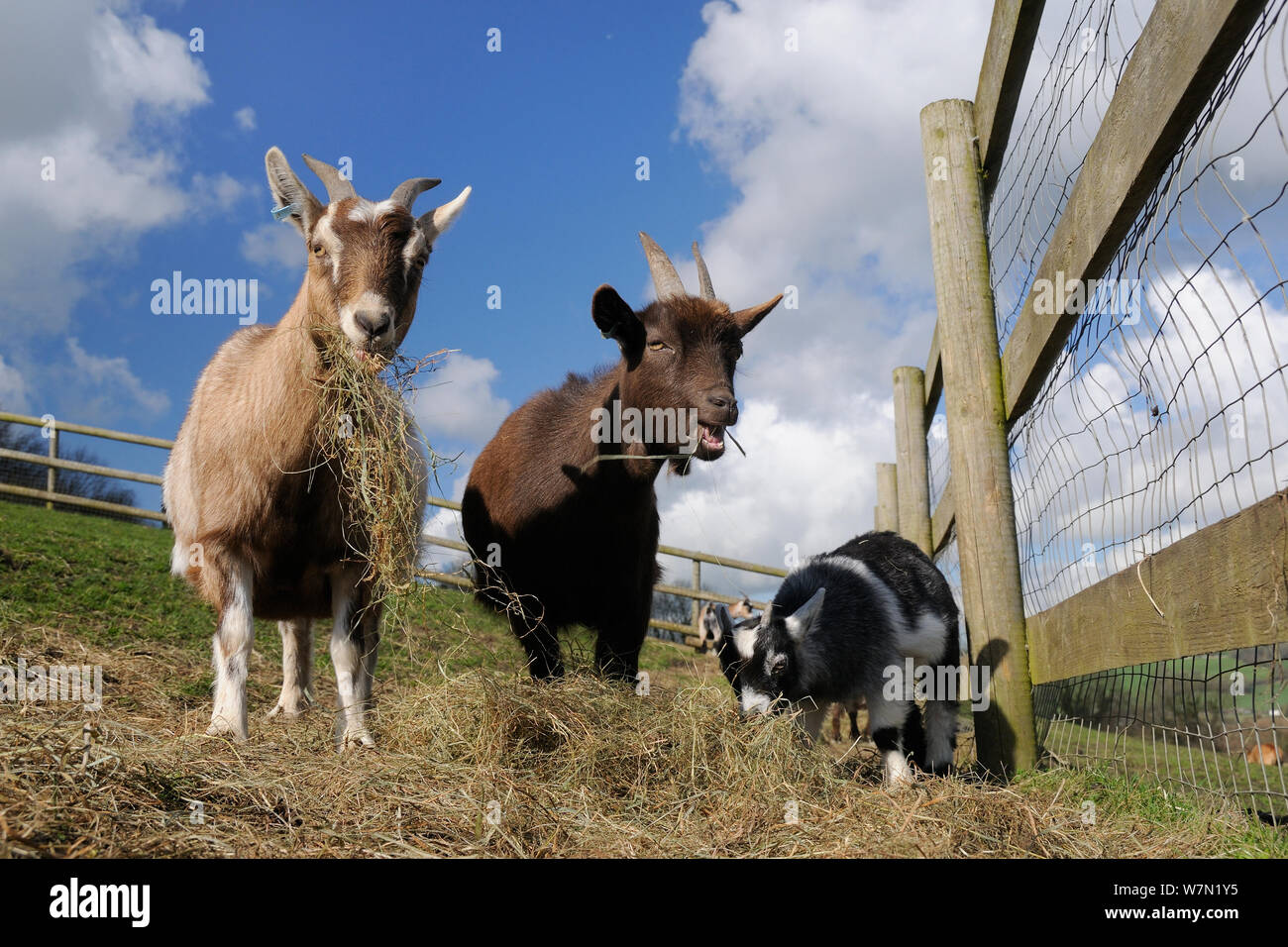 Two adults and a kid Pygmy goat (Capra hircus) grazing hay in a fenced paddock, Wiltshire, UK, March. Stock Photo