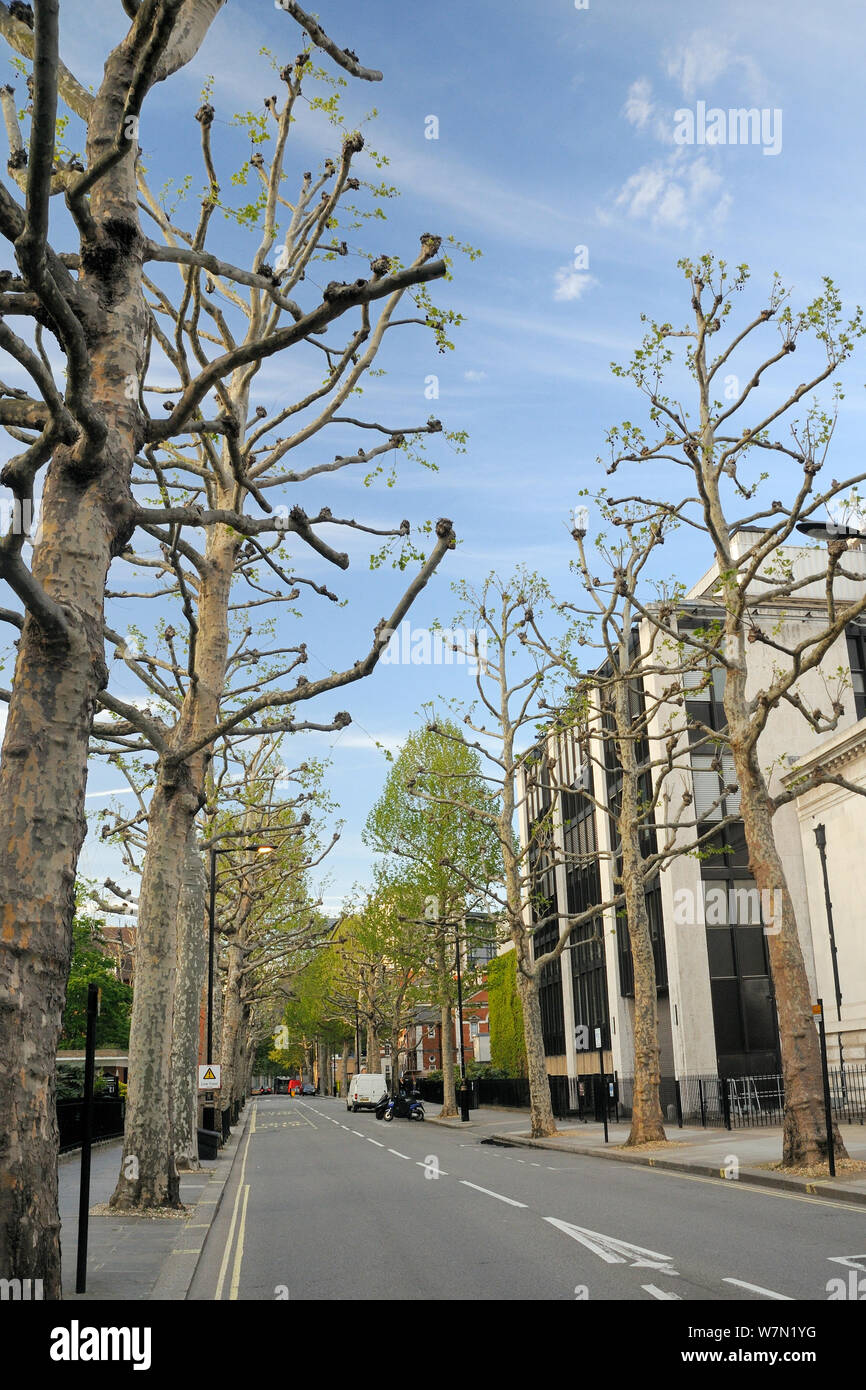 London Plane Trees (Platanus x hispanica), many of them pollarded, lining John Islip Street by the Tate Britain gallery, London, UK, May. 2012 Stock Photo