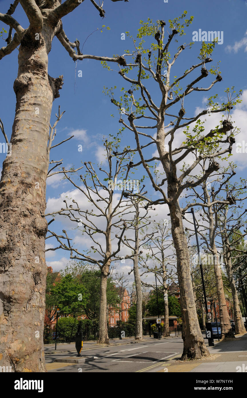 Pollarded London Plane Trees (Platanus x hispanica) lining a
