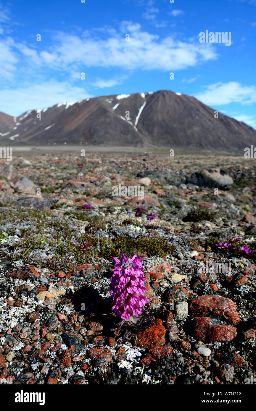 Woolly lousewort (Pedicularis lanata) flowering on tundra, Ellesmere Island, Nunavut, Canada, June 2012. Stock Photo