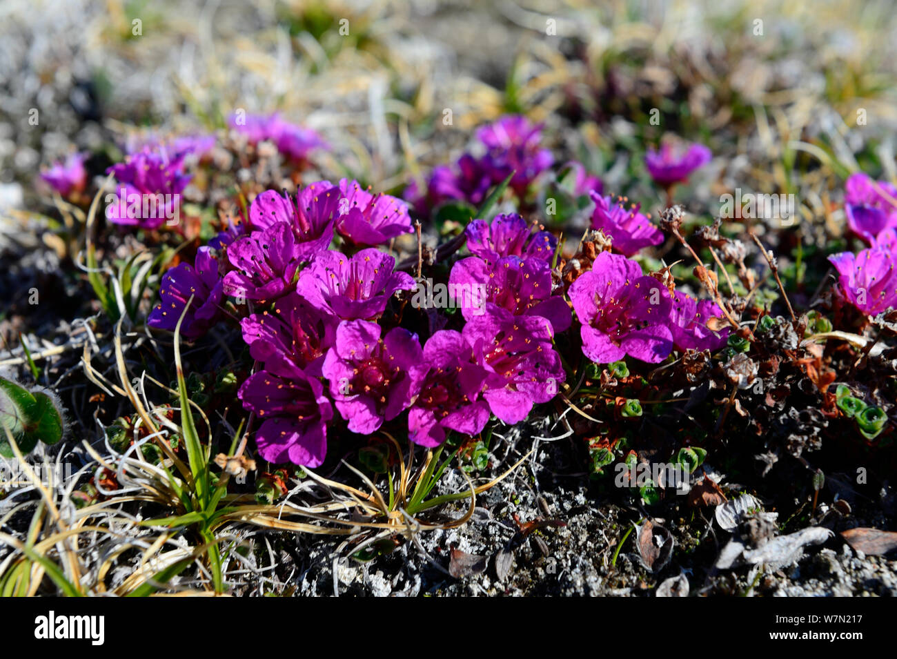 Purple saxifrage (Saxifraga oppositifolia) flowering on tundra, Ellesmere Island, Nunavut, Canada, June 2012 Stock Photo