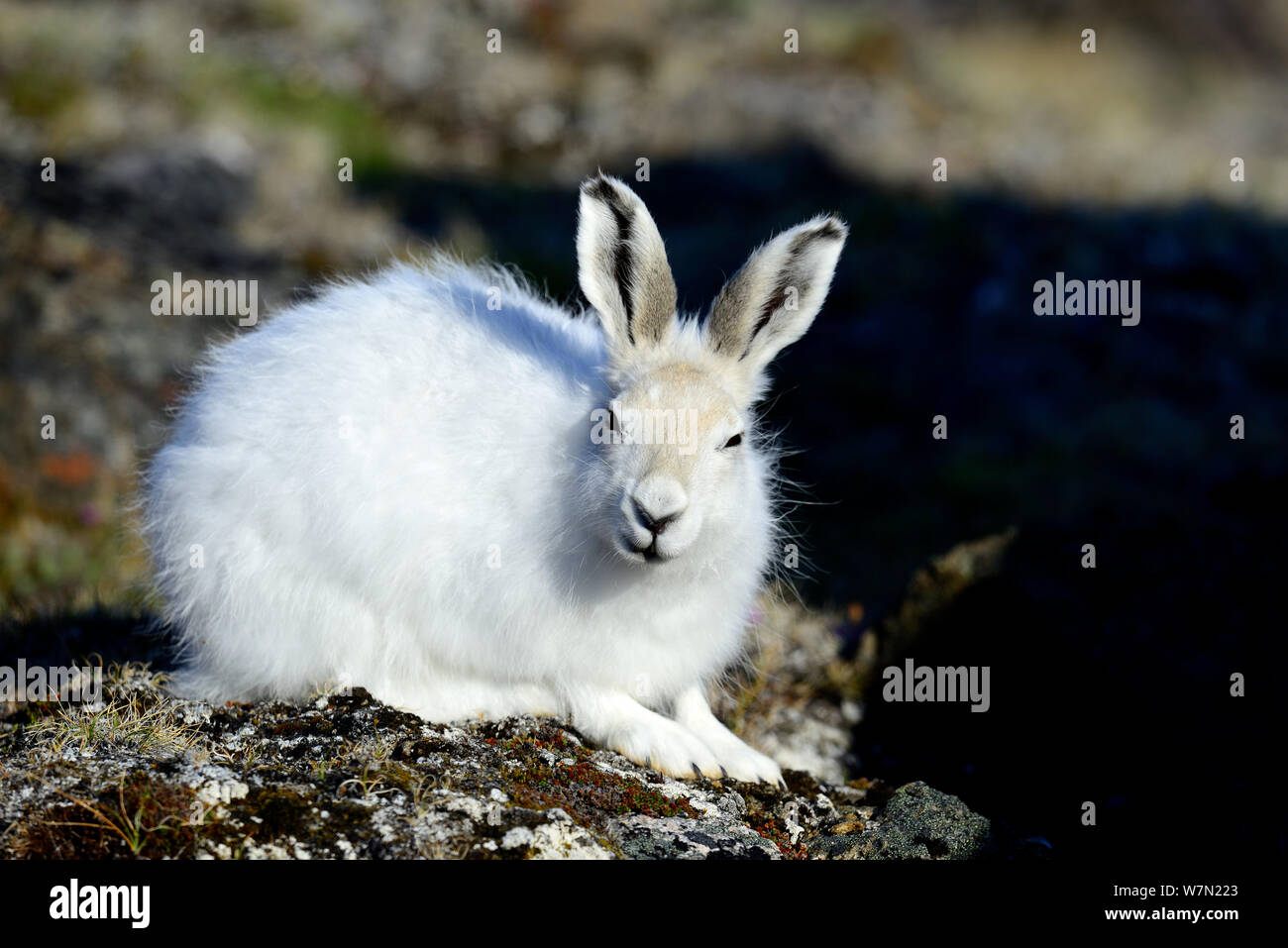Arctic hare (Lepus arcticus), Ellesmere Island, Nunavut, Canada, June 2012. Stock Photo