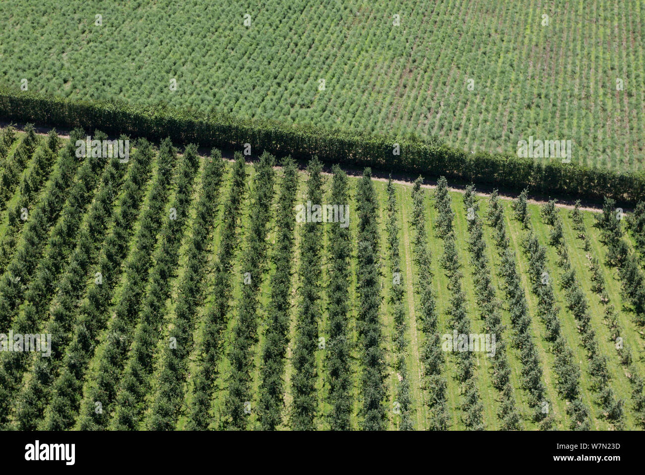 Orchards and asparagus growing with a windbreak dividing the two, seen from a helicopter. Near