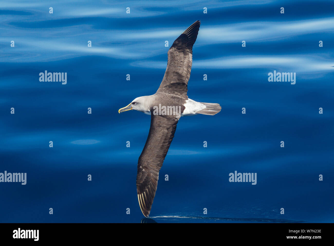 Buller's albatross (Thalassarche bulleri) flying low  with wing tip cutting the surface of a calm sea. Off Napier, Hawkes Bay, New Zealand. Stock Photo