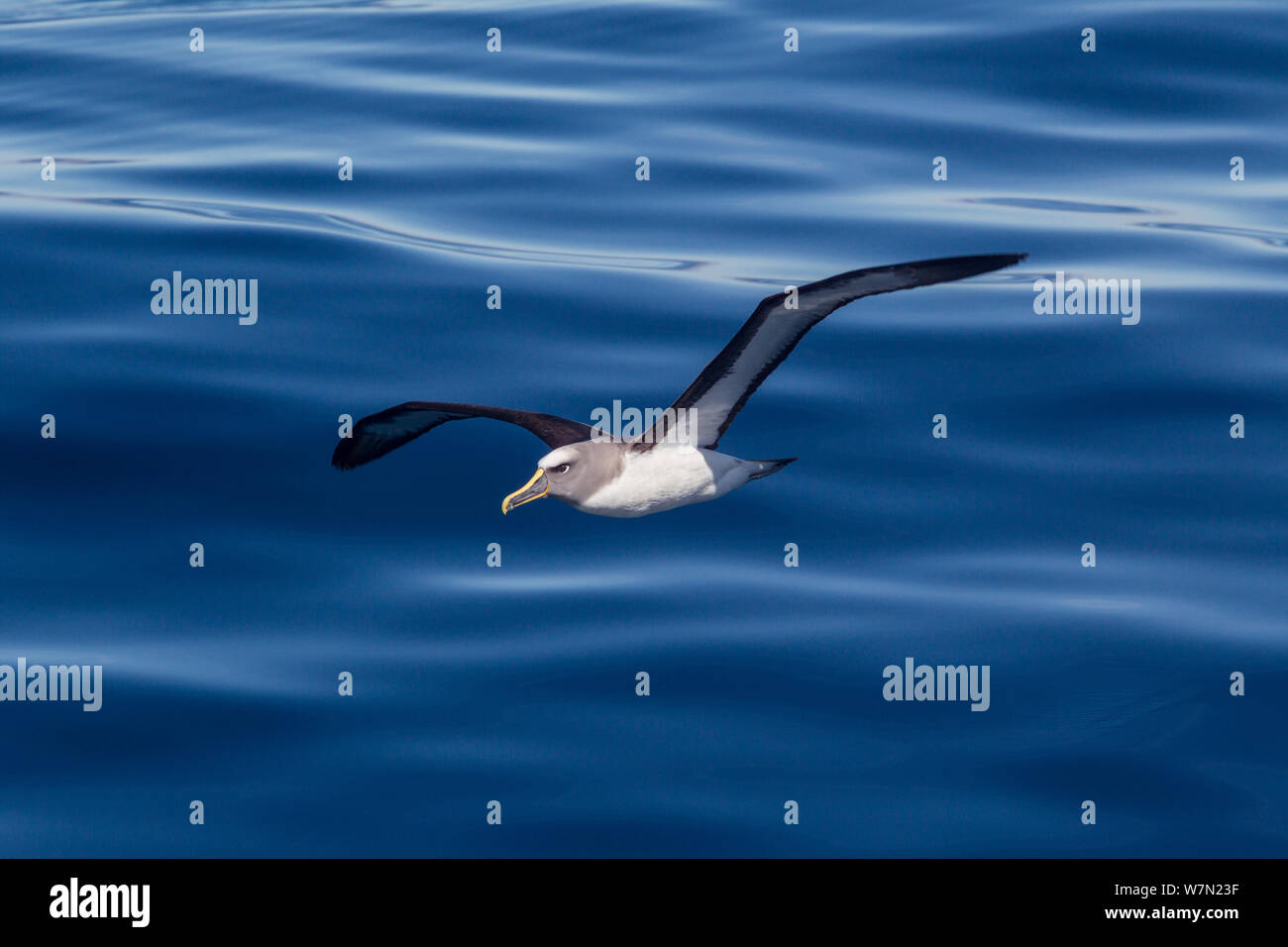 Buller's albatross (Thalassarche bulleri) flying low over a calm sea. Off Napier, Hawkes Bay, New Zealand. Stock Photo