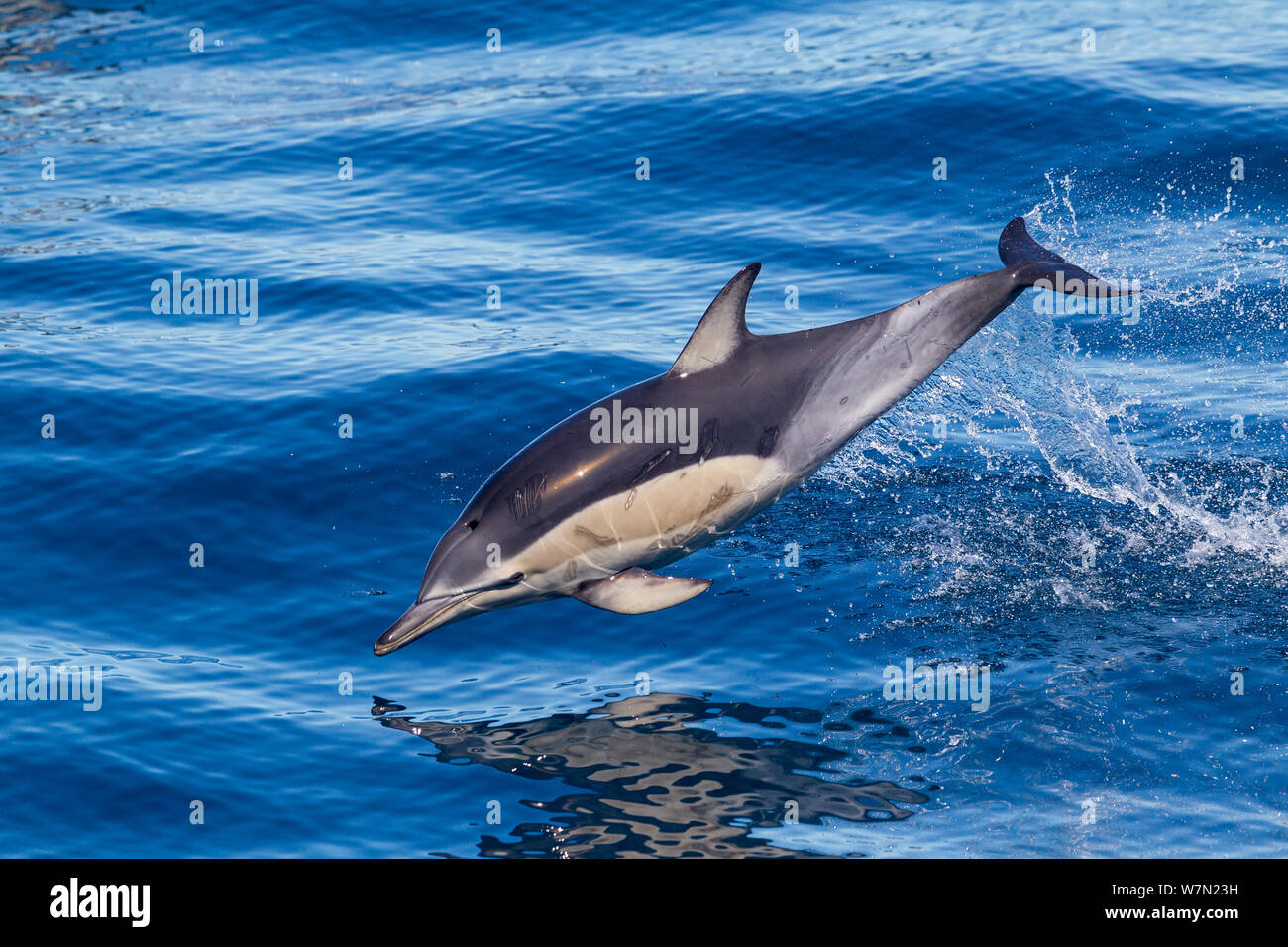 Short-beaked common dolphin (Delphinus delphis) breaking the surface and leaping from the water. Off Napier, Hawkes Bay, New Zealand. Stock Photo