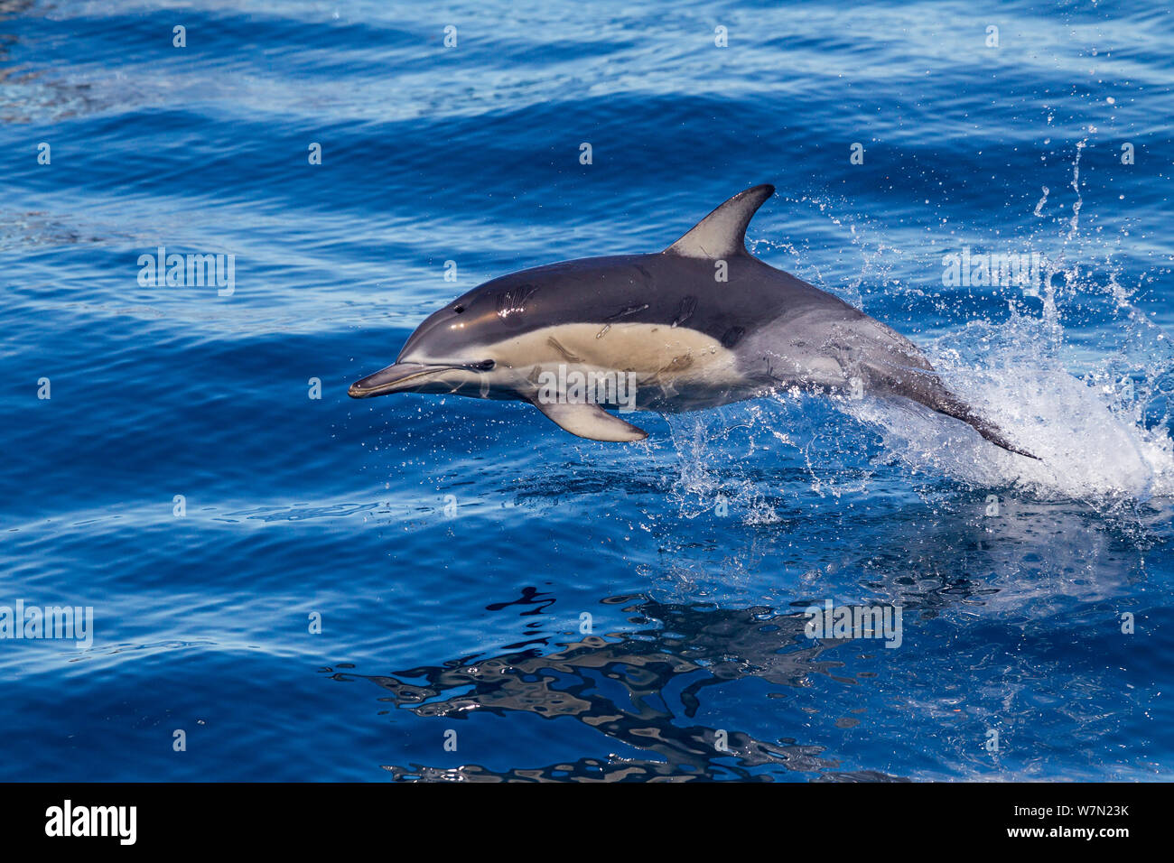 Short-beaked common dolphin (Delphinus delphis) breaking the surface and leaping from the water. Off Napier, Hawkes Bay, New Zealand. Stock Photo
