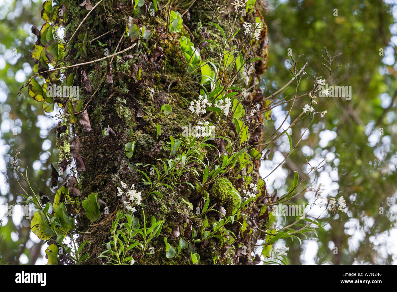 Kidney ferns (Trichomanes reniforme), Easter orchids (Earina autumnalis) in flower, and mosses covering the trunk of a tree. Dusky Sound, Fiordland, South Island, New Zealand Stock Photo