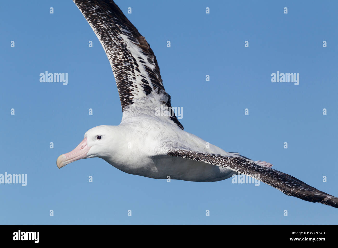 New Zealand albatross (Diomedea antipodensis) in flight against a blue sky, off Kaikoura, Canterbury, New Zealand. Stock Photo