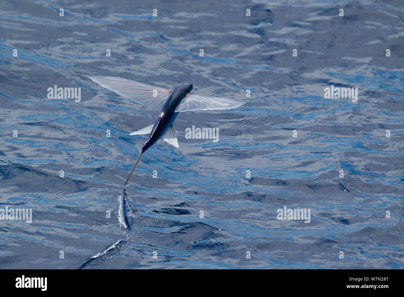 Flying fish (probably Cypselurus lineatus) in flight above the water, with tail breaking the surface creating a zig-zag as it gains more momentum to continue flying. Off Whitianga, Coromandel Peninsula, New Zealand. Stock Photo