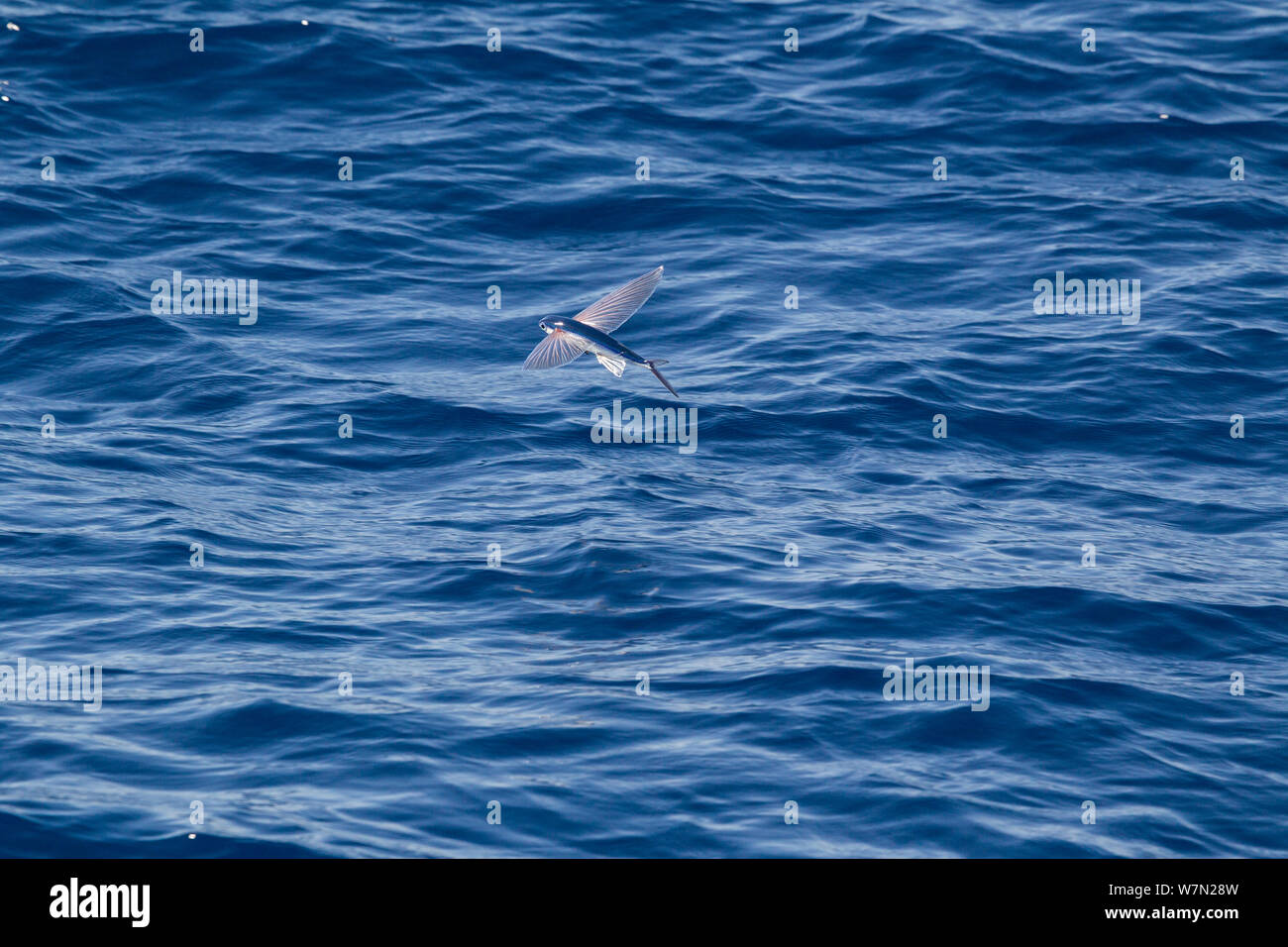 Flying fish (probably Cypselurus lineatus) in flight above the water. Off Whitianga, Coromandel Peninsula, New Zealand. Stock Photo