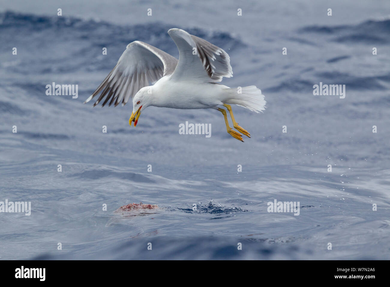 Atlantic yellow-legged gull (Larus michahellis atlantis) picking food from the surface of the sea whilst in flight. Off Madeira, North Atlantic. May. Stock Photo