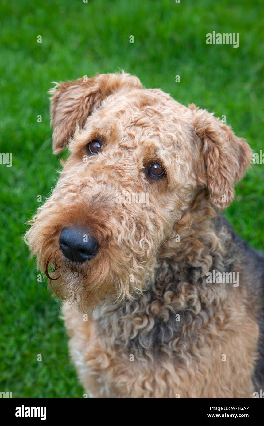 Airedale Terrier dog portrait Stock Photo