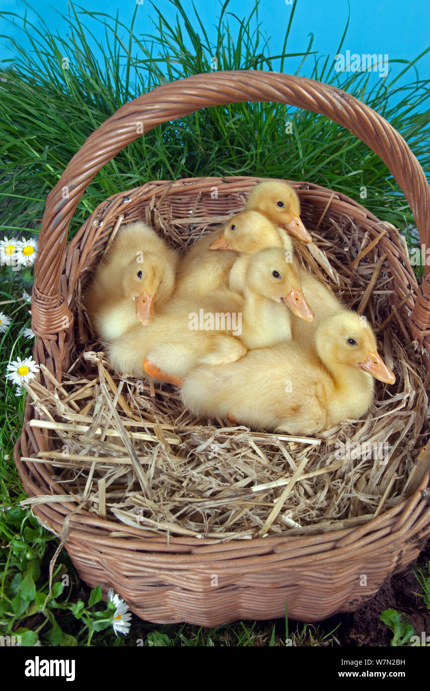 Muscovy ducklings age one week, in basket with hay Stock Photo Alamy