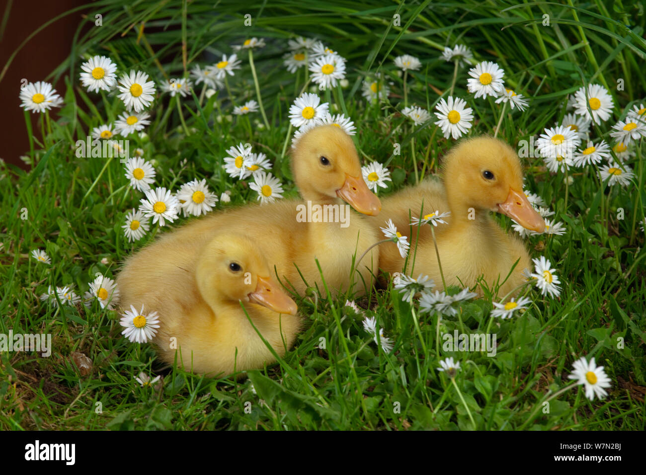 Muscovey Ducklings age one week, amongst daieis and grass Stock Photo