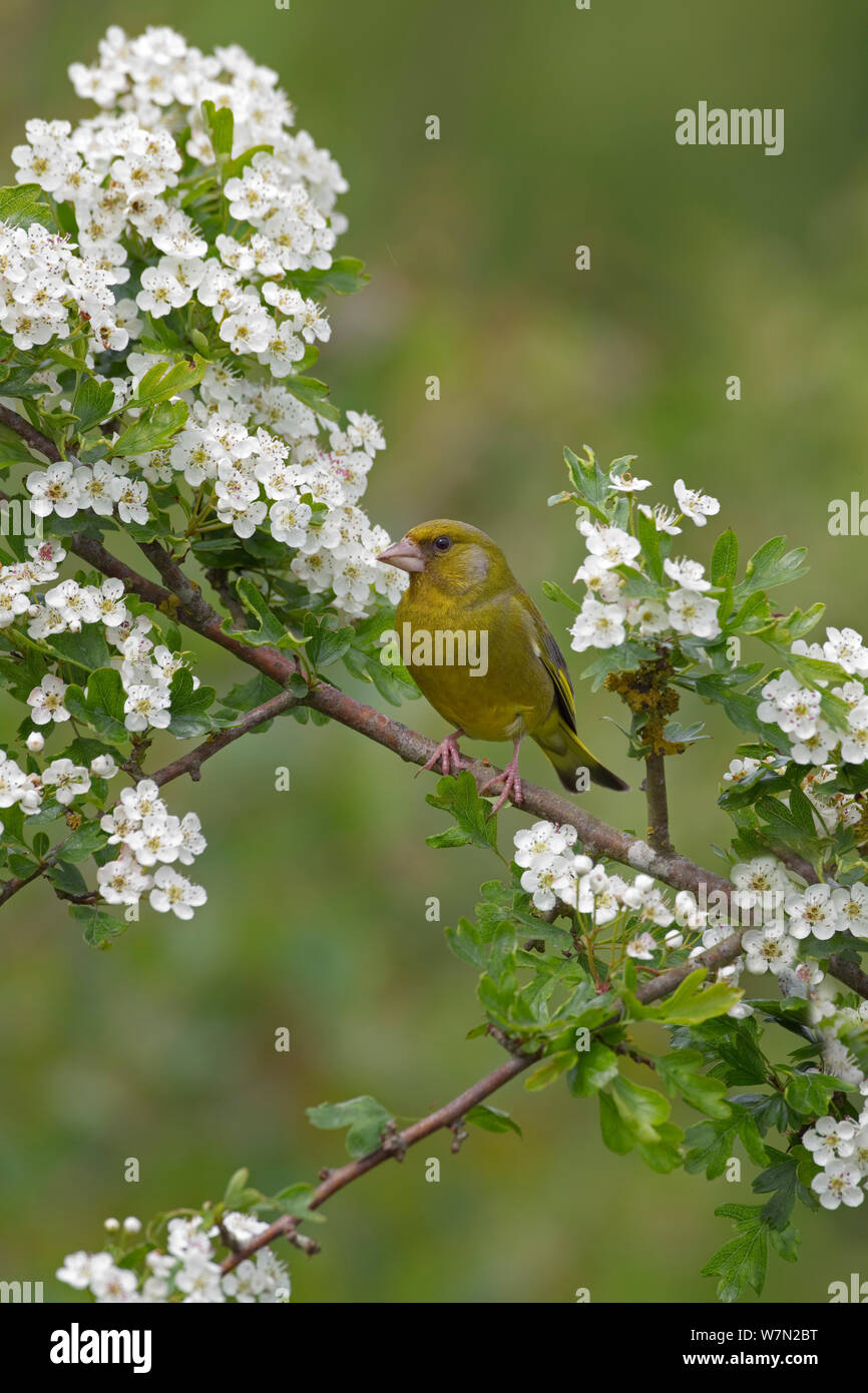 Greenfinch (Carduelis chloris) on Hawthorn Blossom (Cratageus monogyna), UK Stock Photo